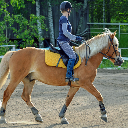 Horse Riding : 1st Beginner Class